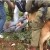 الجيش الإسرائيلي يقرر الامتناع عن استخدام الكلاب في تفريق المظاهرات في المناطق المحتلة